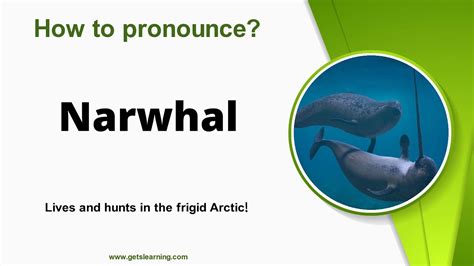 narwhal pronunciation